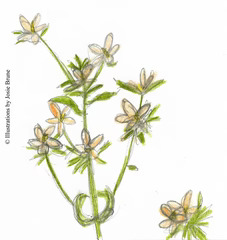 Centaury