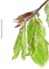Beech