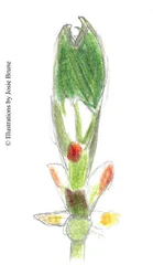 Chestnut Bud