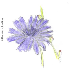 Chicory
