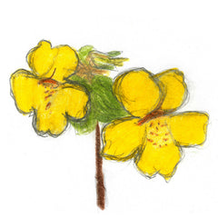 Mimulus